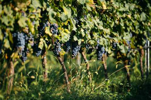 tagAlt.Buglioni vigne