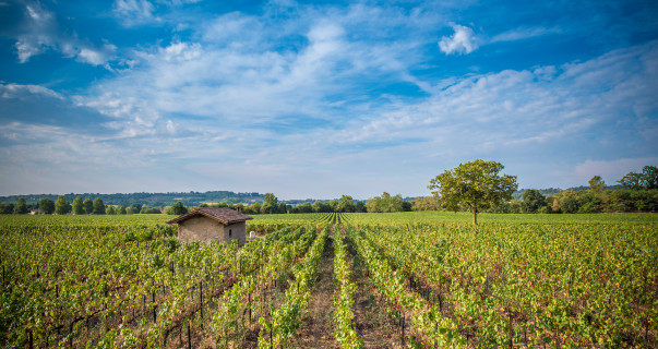 tagAlt.Vigneti berlucchi