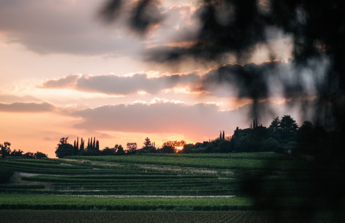 tagAlt.bertani vigneti