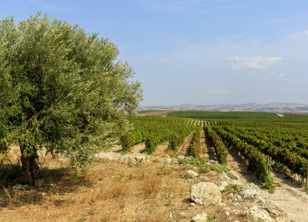 tagAlt.duca di salaparuta landscape