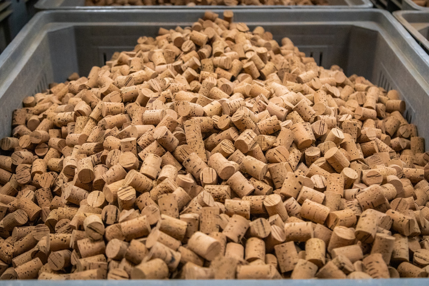 Is Cork Sustainable or Is It Bad For The Environment? MaMaBlip