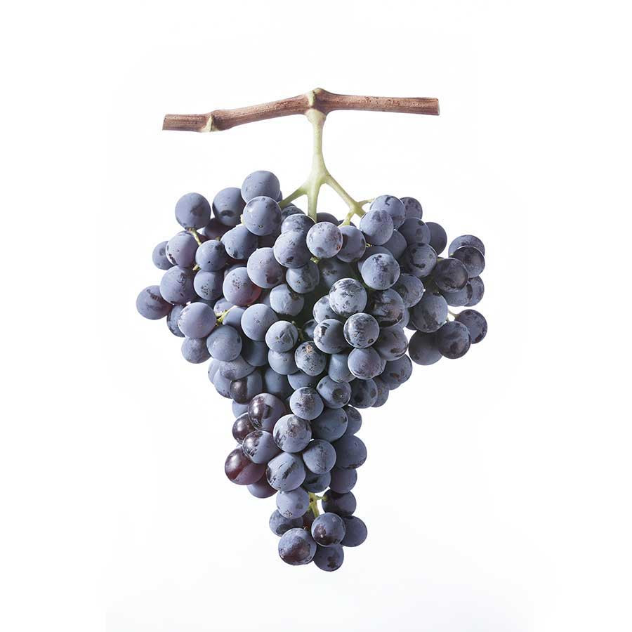 What is Cannonau Wine? It is the oldest grape variety in the